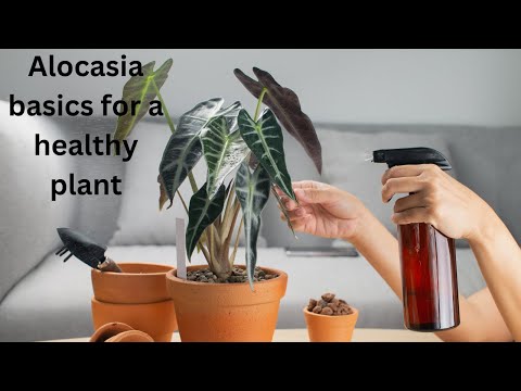 Secrets Unveiled: Mastering Alocasia Care for Lush Foliage!