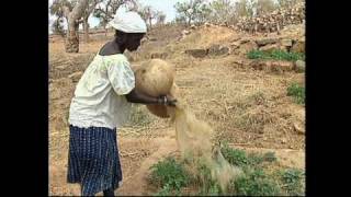 preview picture of video 'Onion field Dogon Village Mali'