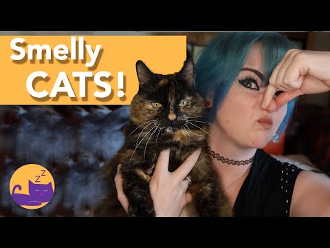 YouTube video about: Why does my cat smell like perfume?