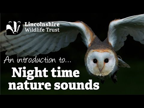 Night Time Nature Sounds