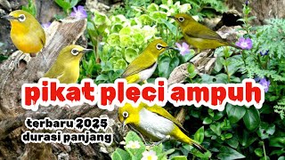 Download lagu PIKAT PLECI AMPUH | pikat pleci ribut durasi panjang mp3