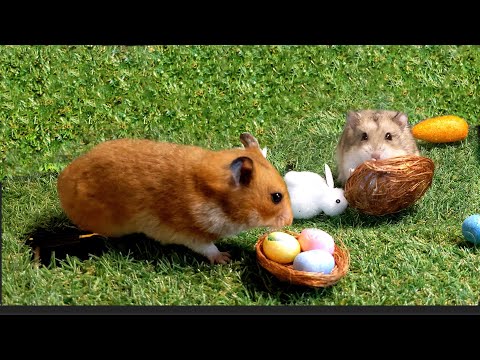 Easter Egg Hamster Maze 🐹 🐹