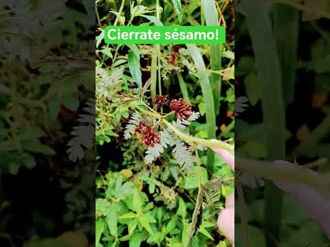 caminata de mañana en Pauna Boyacá!
