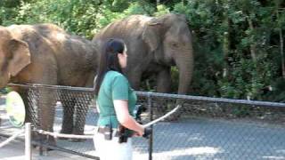 Elephant Feeding at Australia Zoo