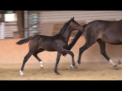 *2021 Hengst von Zoom - De Niro