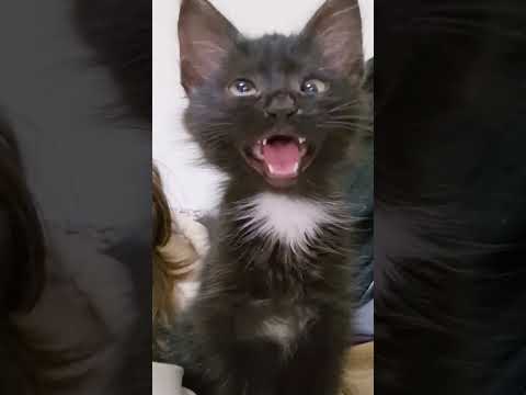 black cat viral video 😺 reaction 😂😂#cat #viral #funny #shorts #youtubeshorts