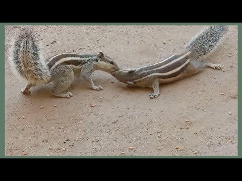 Squirrel kissing with Squirrel | 🐿❤🐿 | Squirrels Love | #animals #squirrel