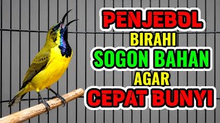 Download lagu Penjebol birahi‼️ Pancingan sogon bahan agar cepat bunyi mp3