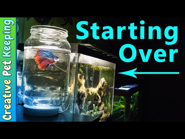 How to clean a 5 gallon BETTA FISH tank | #BettaFishCare