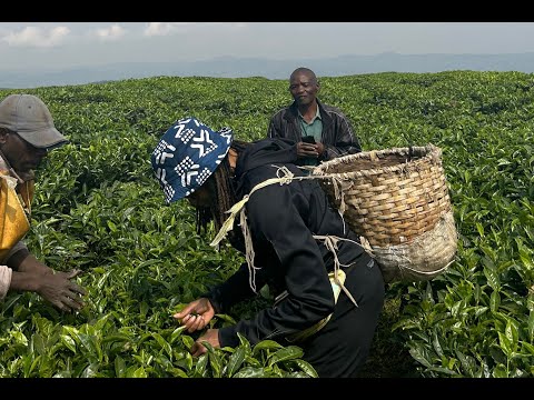 From Kigali to the Countryside: Victoria Explores Rwanda's Beauty