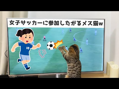 【Cats participating in soccer】
