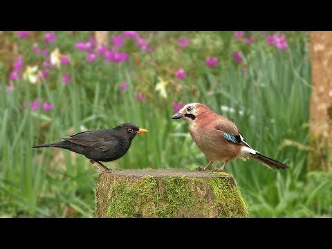 Relax Your Dog TV : Birds and Bird Sounds in The Flower Garden - 8 HOURS