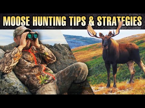 Moose Hunting Tips & Strategies! | Keith Beasley