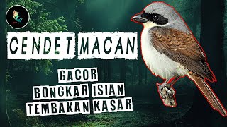 Download lagu Masteran Cendet Macan Gacor Bongkar Isian Tembakan Kasar mp3