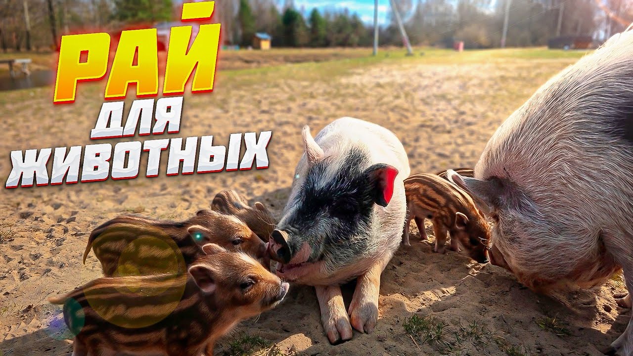 Пространство для любви.Реставрация дороже новодела.Куры дезориентированы.Б