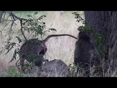 Djuma: Baboon mom/baby, Impalas and Spurfowls dust bathing - 09:14 - 02/27/2022