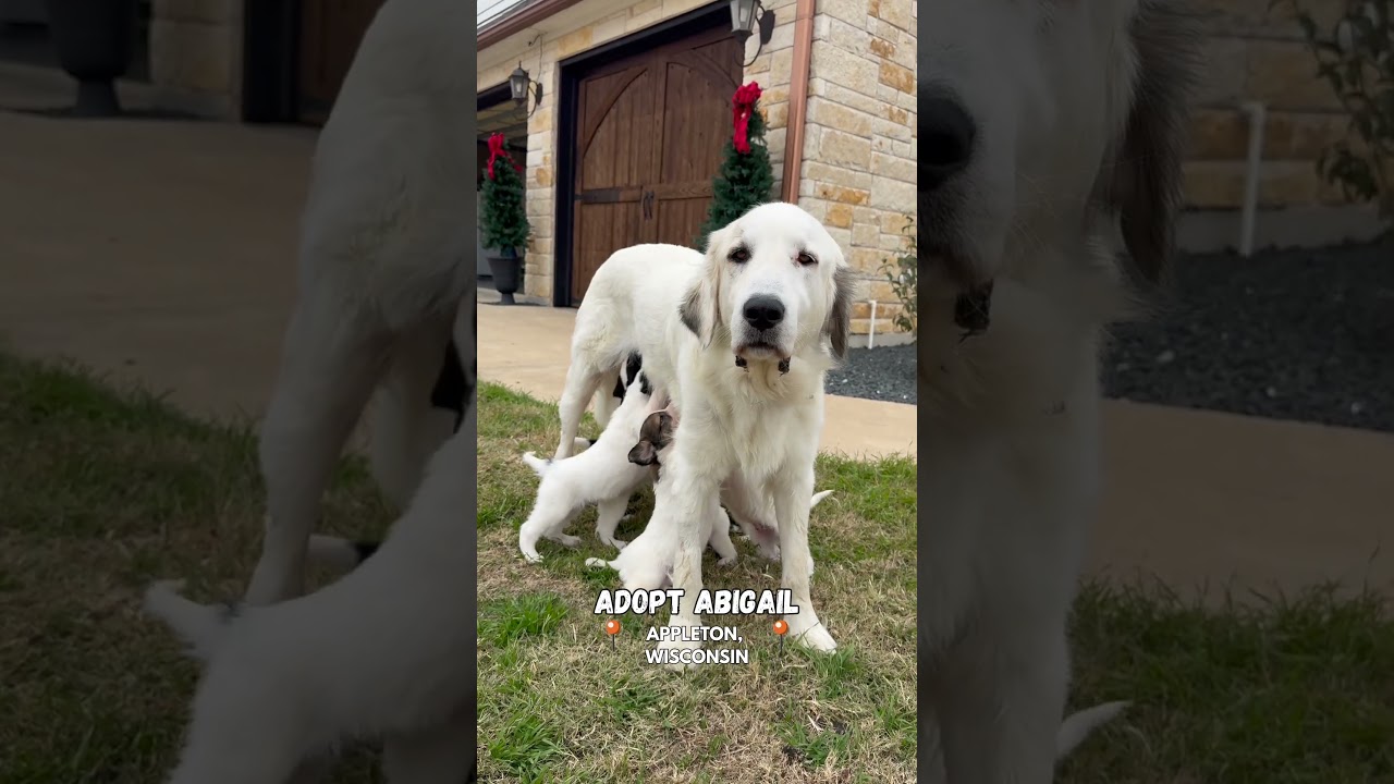 Enlarge Abigail-Piper's Litter, a Adoptable mixed breed in Appleton, WI video 4/4