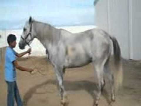 caballo el parrandero 4