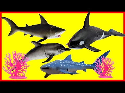 Learning Sea Animals Toy Sharks Whales Dolphin in Orbeez Video