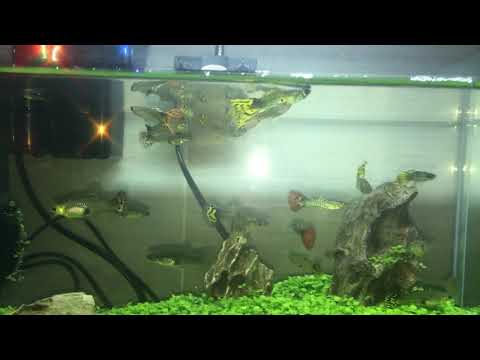 Guppy Fishes Aquascape