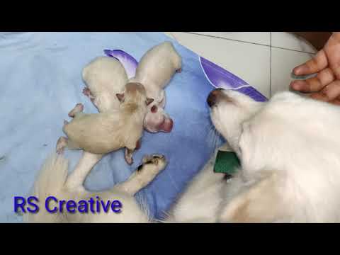 Cute Puppies of Pomeranian | RS Creative