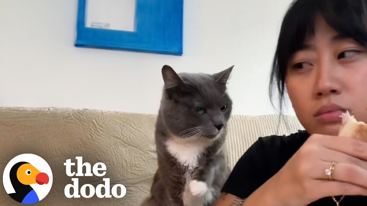 Woman In Denial Doesn't Want To Admit She's A Cat Mom | The Dodo