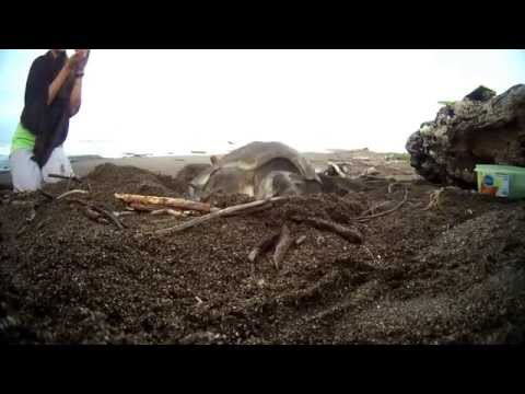 Sea turtle conservation internship - Costa Rica