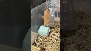 역쳇바퀴