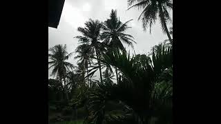 Download lagu Viral Detik detik 3 pohon Kelapa hancur disambar Petir mp3 Download lagu Viral Detik detik 3 pohon Kelapa hancur disambar Petir mp3