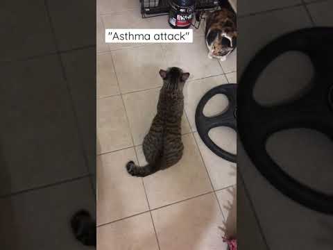 Soft Silhouettes - Asthma Cat