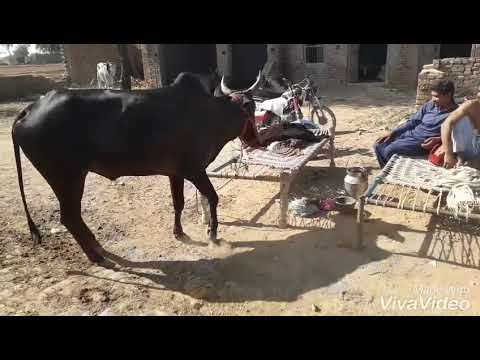 Lakha dand of Naseera group