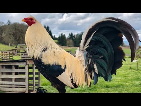 Clements grey Sweater Albany - R4ncho La Selenita