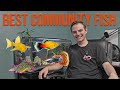 10 Best Community Fish For Beginners