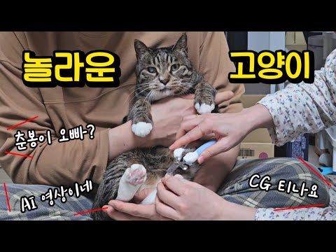 진짜 저렇게 가만있는다고? 너무 착해서 의심 받는 고양이 : 호동이 현실 고양이 모습 인증