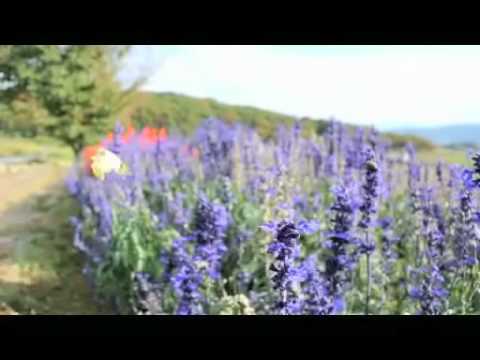 Nikon1 Motion Snap Shot モンキチョウ