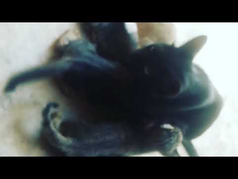 Zahida Abbasi.  Beauty Of. Nature   Cats.  Animal