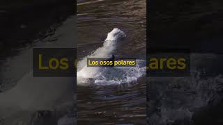 ¿Sabías que los osos polares son excelentes nadadores y pueden cubrir distancias de hasta 100 km?