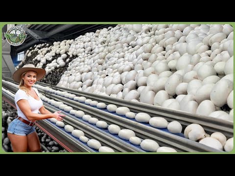 How Billions Tons of Mushrooms Are Processed – Amazing Mushroom Farming & Harvesting