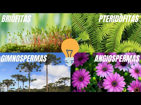 EVOLUÇÃO DAS PLANTAS: OS 4 GRUPOS VEGETAIS