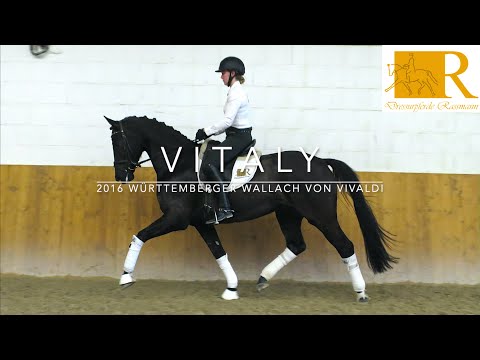 Dressurpferd - 2016 Württemberger Wallach von Vivaldi, Stm. ca. 1,69, Dressurpferde L - Vitaly