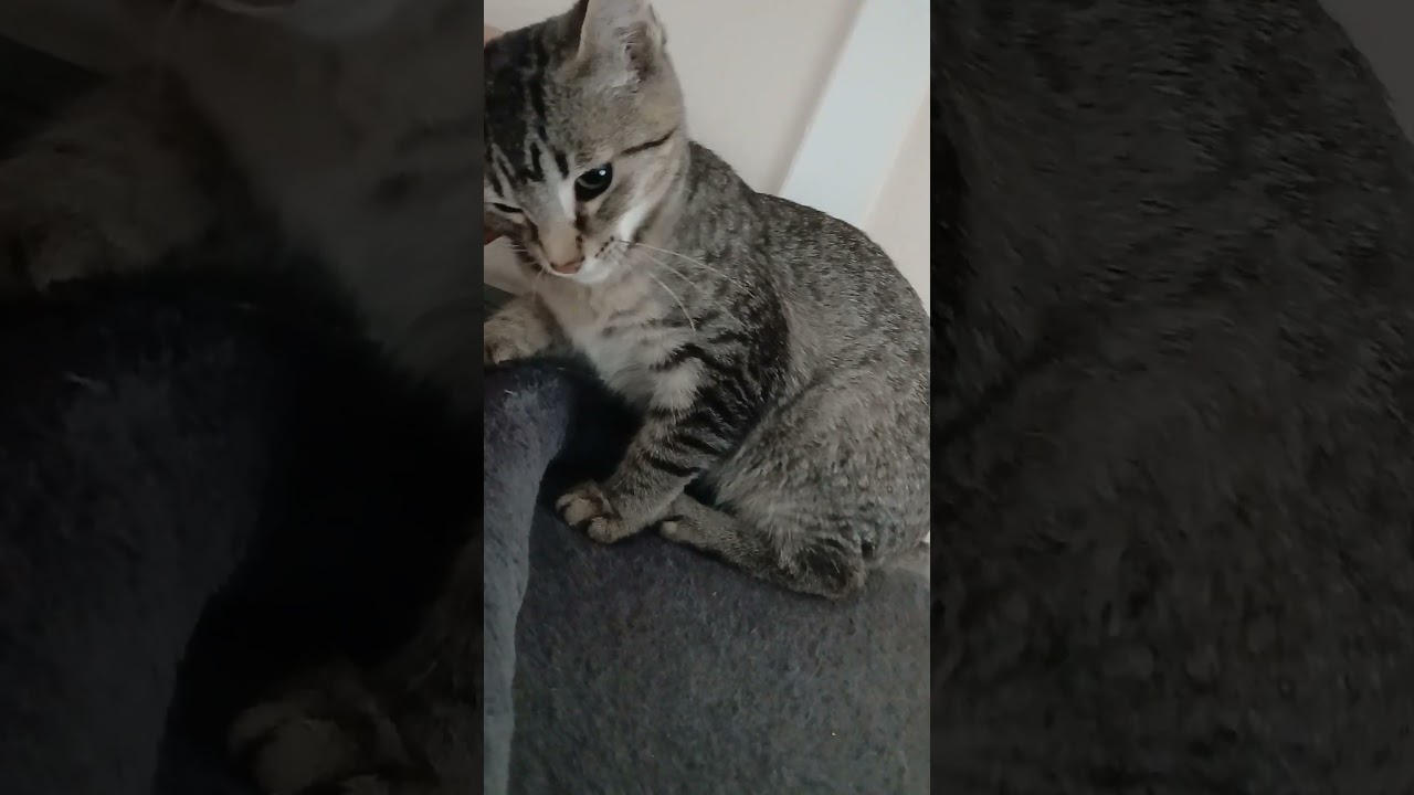 Gray Man (brother of Brown Man), an adopted Domestic Short Hair in Farmington Hills, MI video 2/2