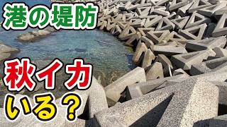 港の堤防下で秋のアオリイカを探しに潜ってみたら…