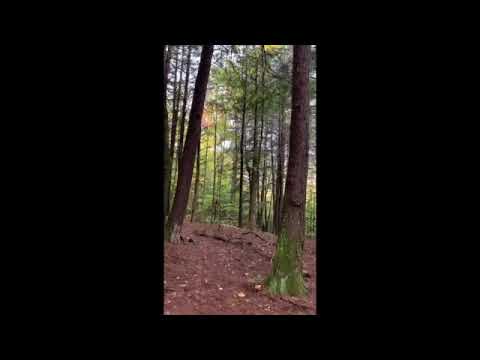 PUT A FEATHER BACK ON A BIRD'S WING   SD 480p