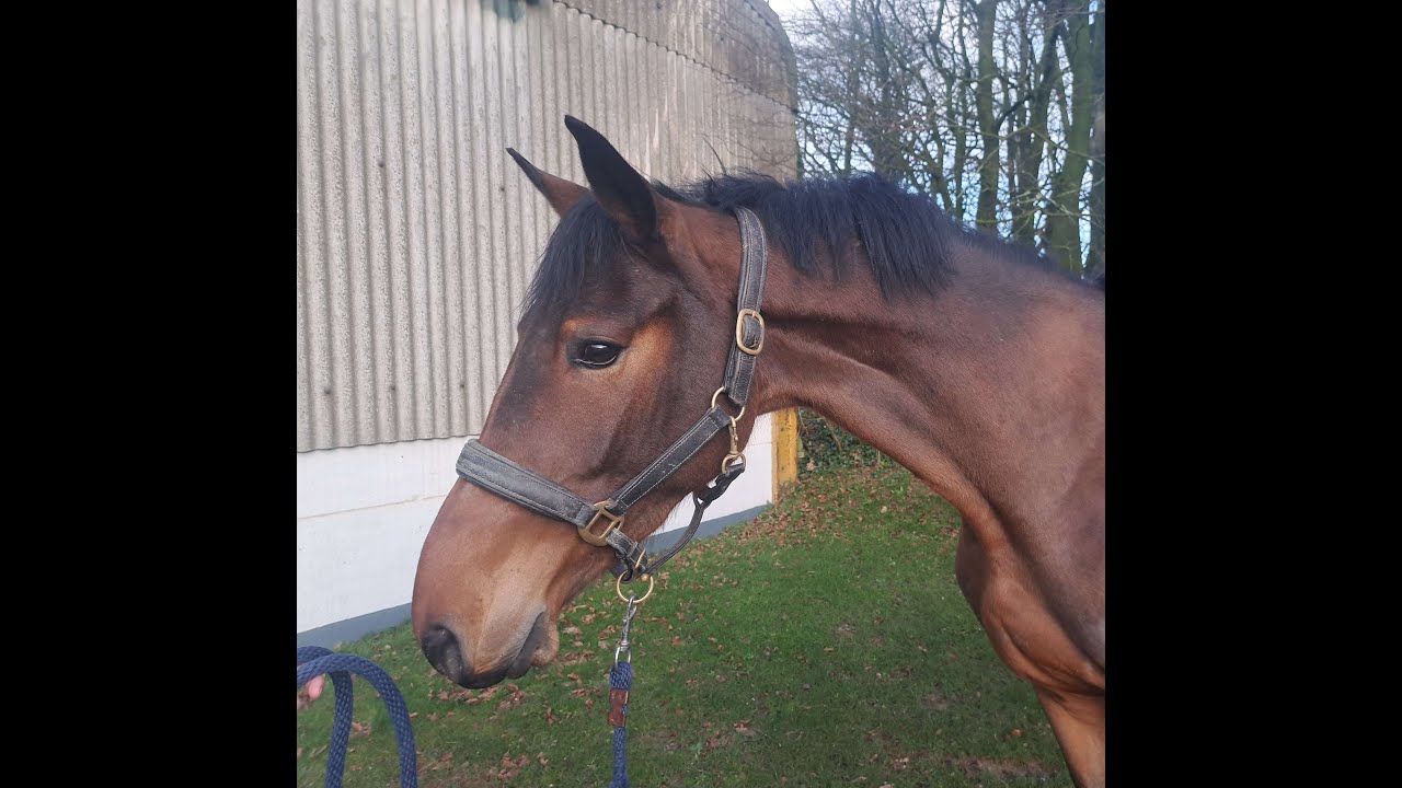 Sunny Boy (CARRERA VDL x HOLD UP PREMIER) video 1