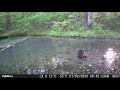 Raccoon Foraging In A Beautiful Springfed Pond