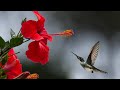 Nature Video 30 Seconds WhatsApp Status Video Nature Background Videos