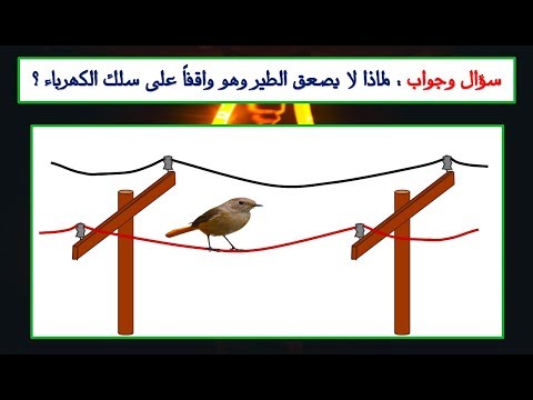 سؤال وجواب : لماذا لا يصعق الطائر وهو وقفاً على الكهرباء I هيثم سعيد