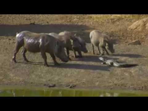 Warthogs Faceoff with Croc  at Pete's Pond May 31,  2016