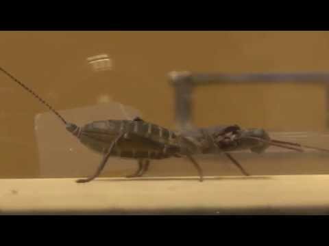 Doctor Buggs: Locomotion