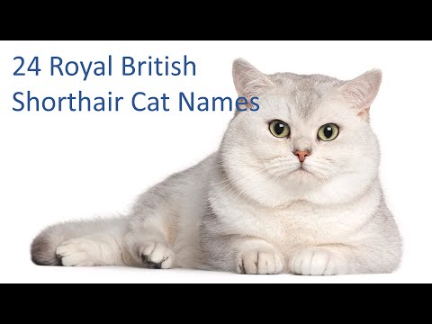 24 British Shorthair Cat Names | Male And Female Names